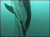 Fishing nets threaten the poor dolphin